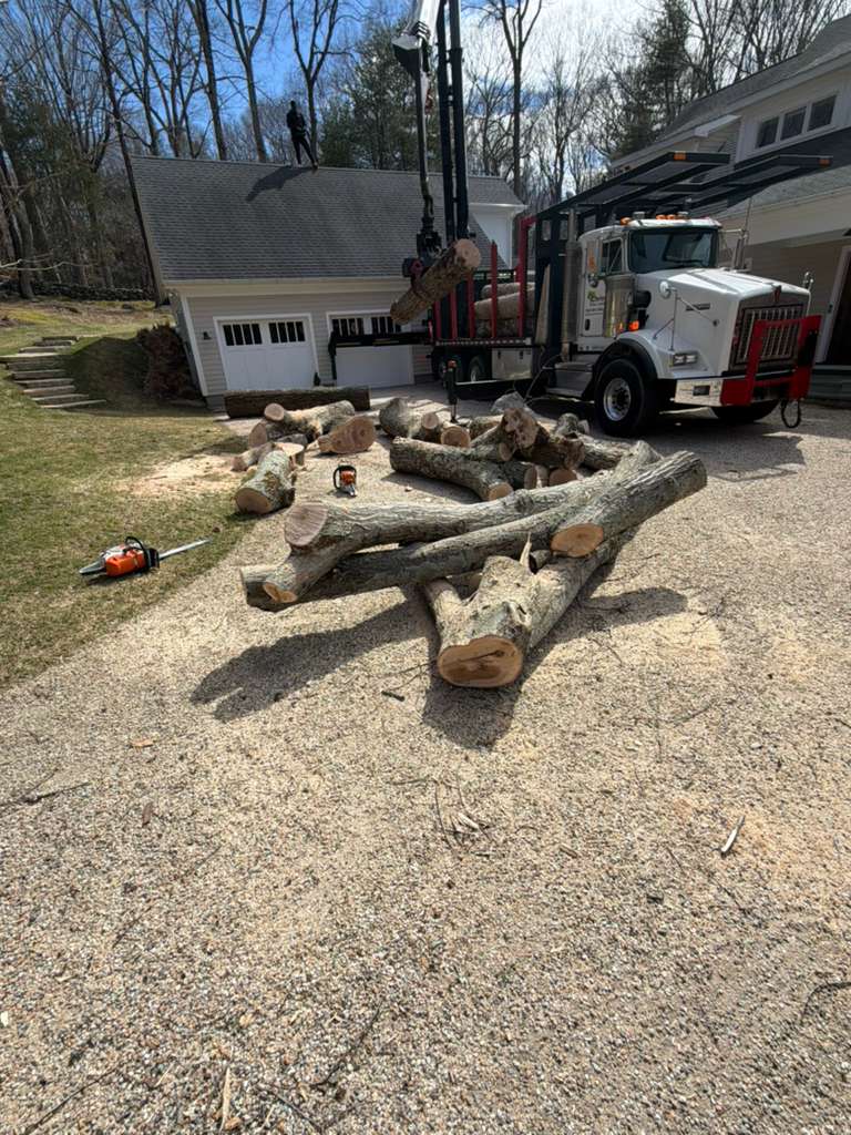 Tree removal logs Fairfield County