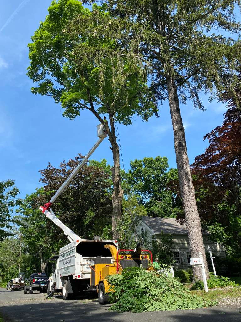 Tree trimming bucket truck CT
